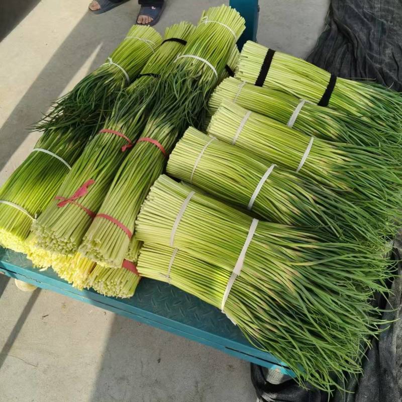 淮阳精品红帽蒜苔产地直供量大支持商超档口批发市场视频看货