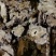 山东菏泽一手货源川芎质量好价格优对接全国市场欢迎采购