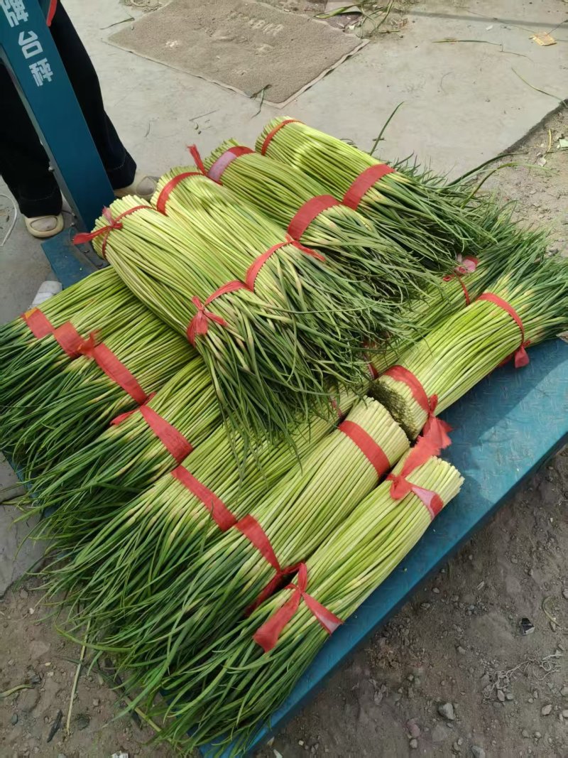 淮阳精品红帽蒜苔产地直供量大支持商超档口批发市场视频看货