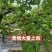 青杏/河南安阳内黄县青杏/基地供货/对接全国采购商