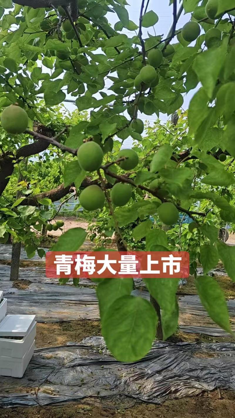 青杏/河南安阳内黄县青杏/基地供货/对接全国采购商