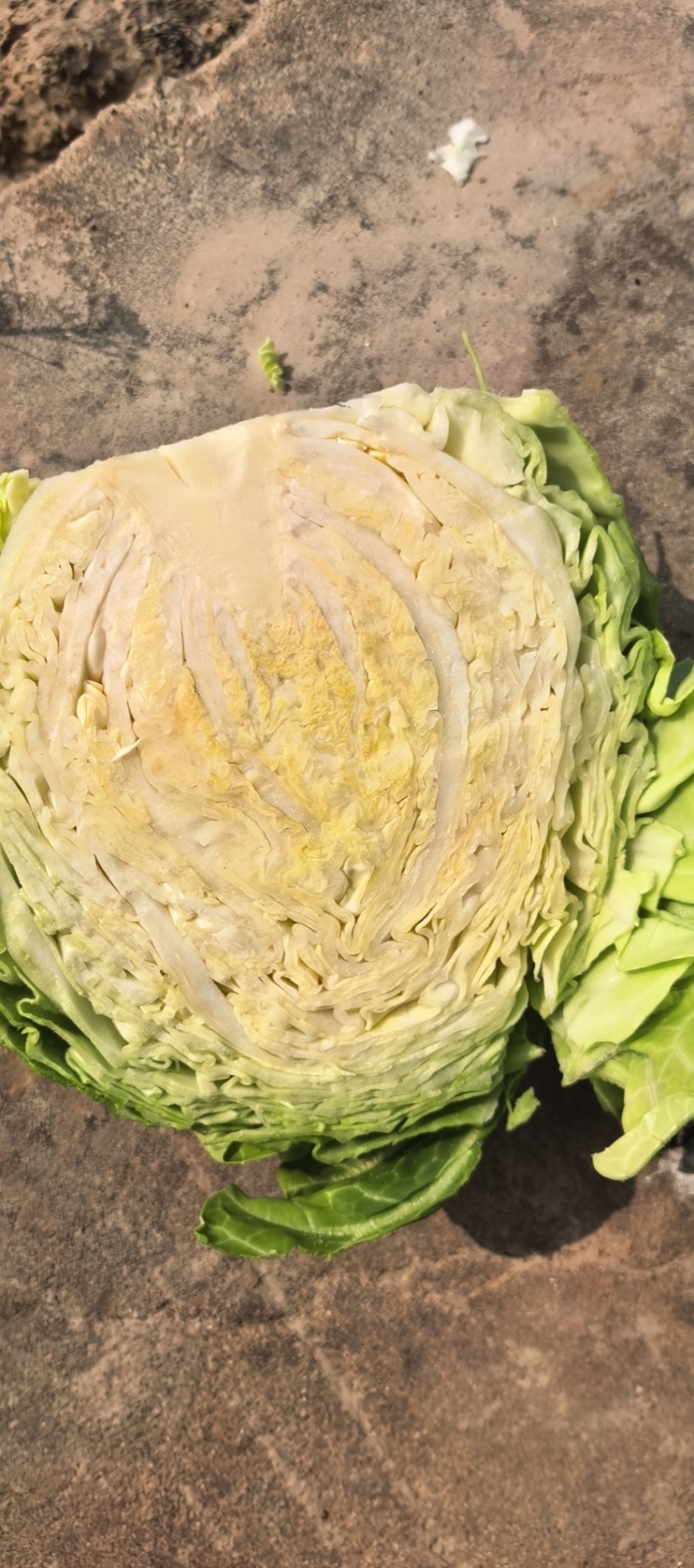 南通启东市，甘蓝