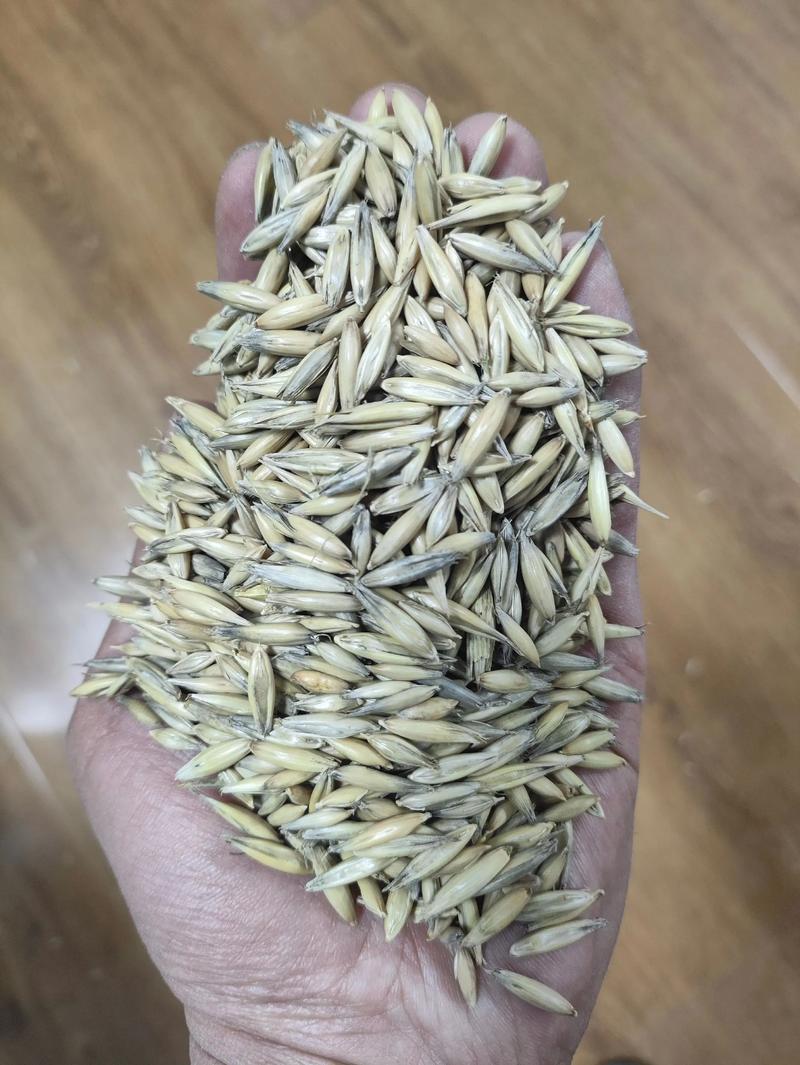 燕麦草，耐寒高产，养殖好饲草！适应性广，南北方都能种