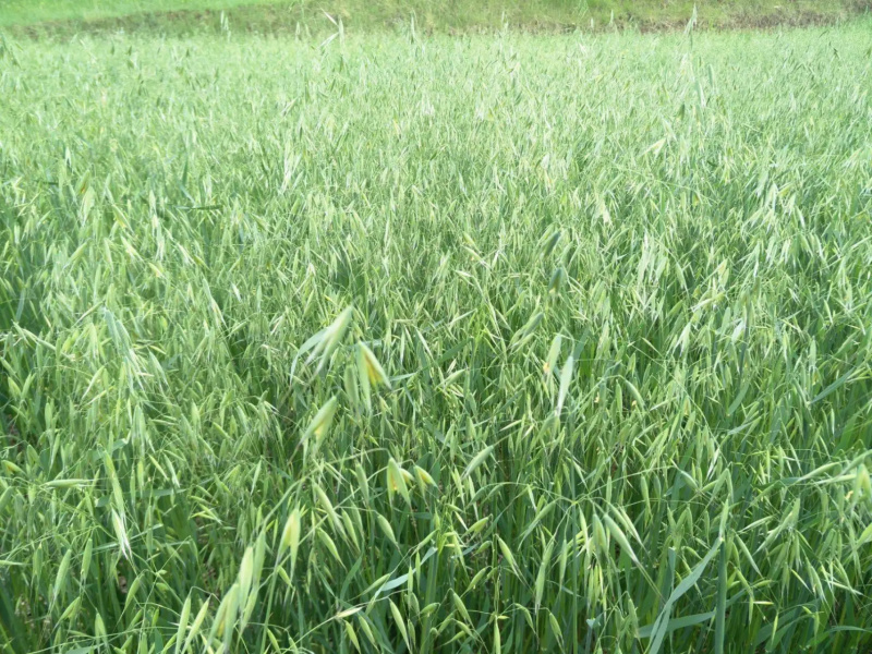 燕麦草，耐寒高产，养殖好饲草！适应性广，南北方都能种