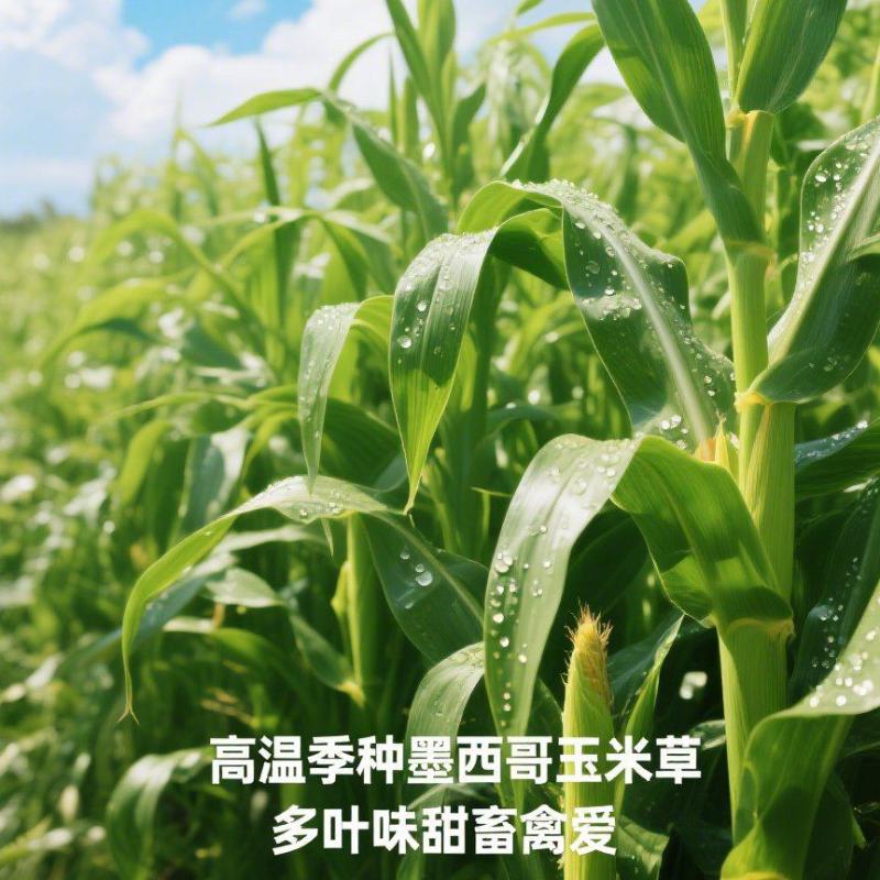 墨西哥玉米草种子耐高温、长势猛、产量高南方夏季疯长。