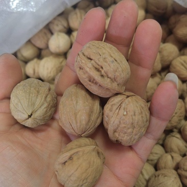商洛特产野生核桃