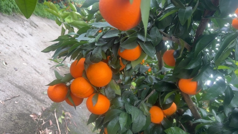 沃柑