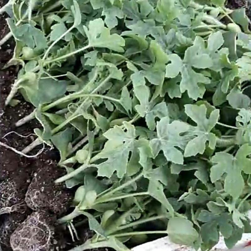 26年西瓜苗美都西瓜苗自根嫁接苗基地直供品好联系