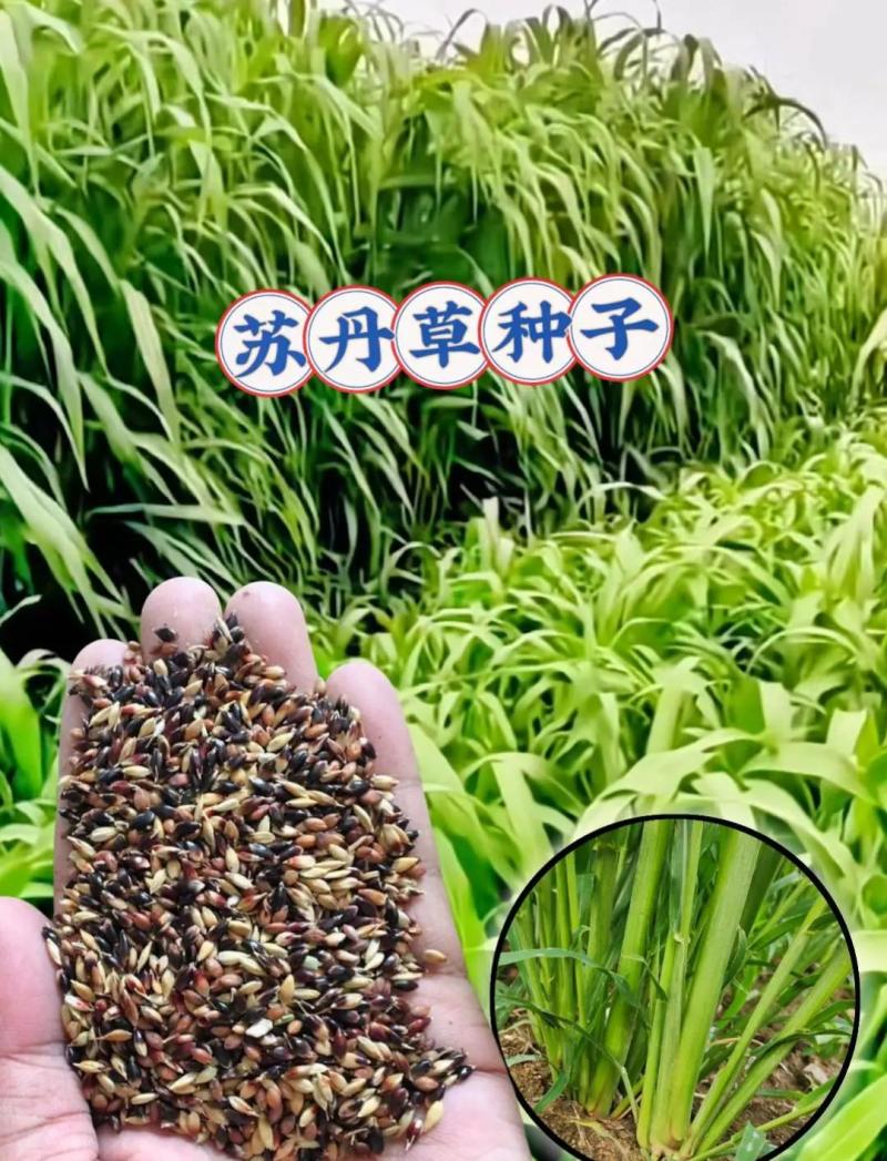 苏丹草种子耐高温、耐旱、长势快分蘖强，再生好