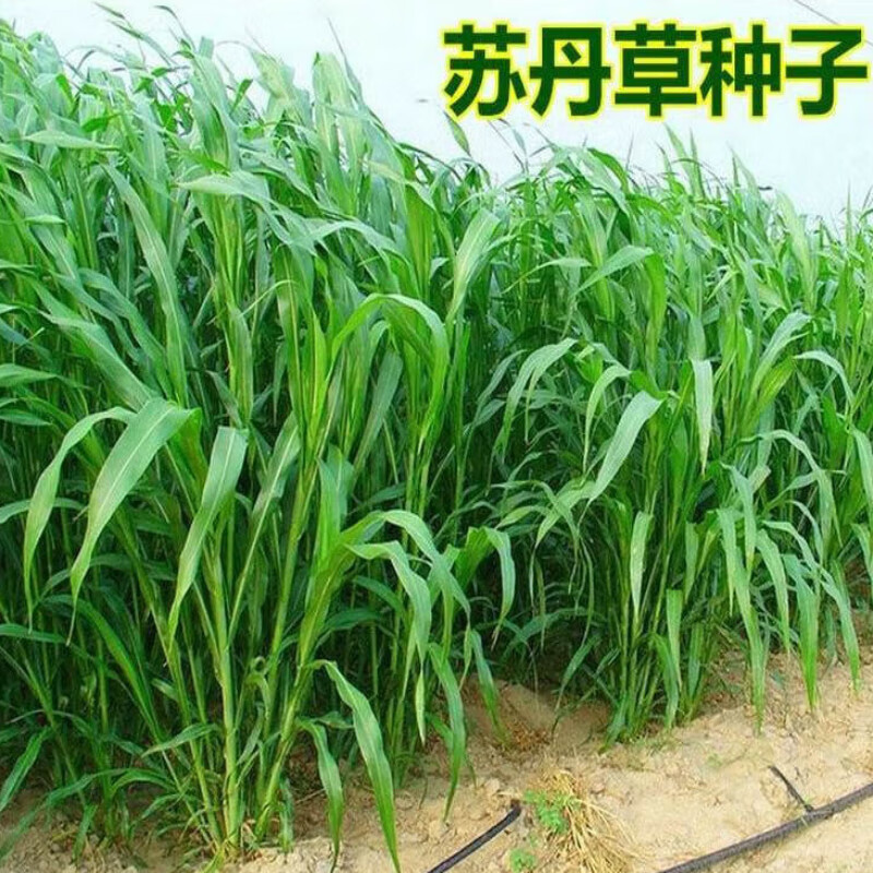 苏丹草种子耐高温、耐旱、长势快分蘖强，再生好