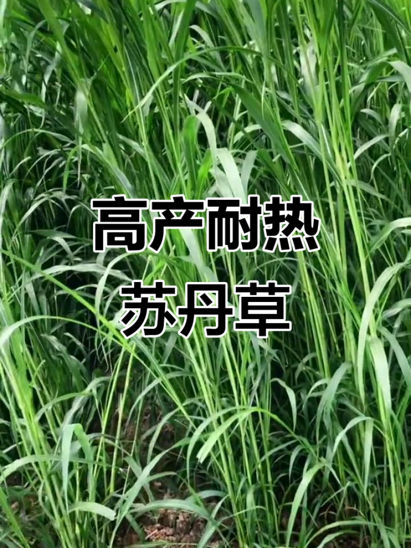 苏丹草种子耐高温、耐旱、长势快分蘖强，再生好