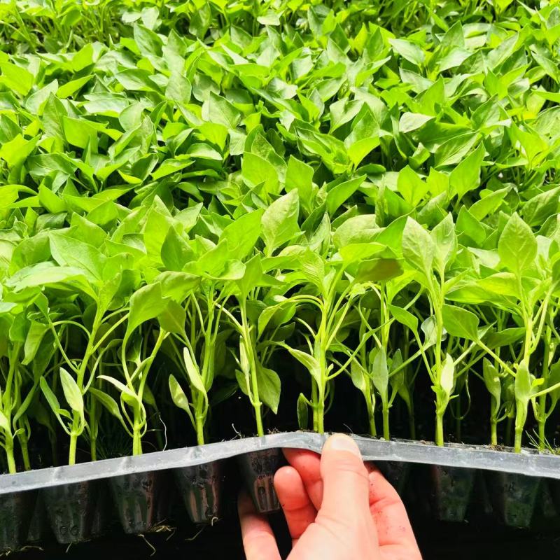 辣椒苗，好种又高产，带土发货，成活率高，正宗辣椒苗，品质