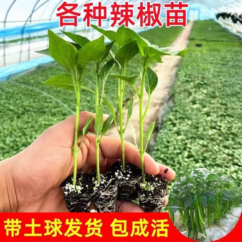 辣椒苗，好种又高产，带土发货，成活率高，正宗辣椒苗，品质