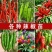 辣椒苗，好种又高产，带土发货，成活率高，正宗辣椒苗，品质