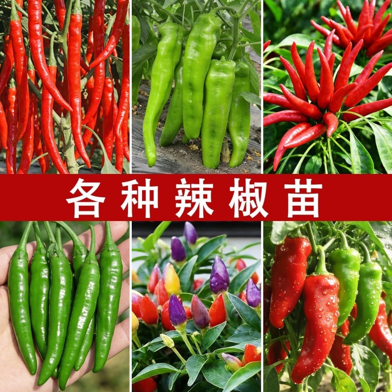 辣椒苗，好种又高产，带土发货，成活率高，正宗辣椒苗，品质
