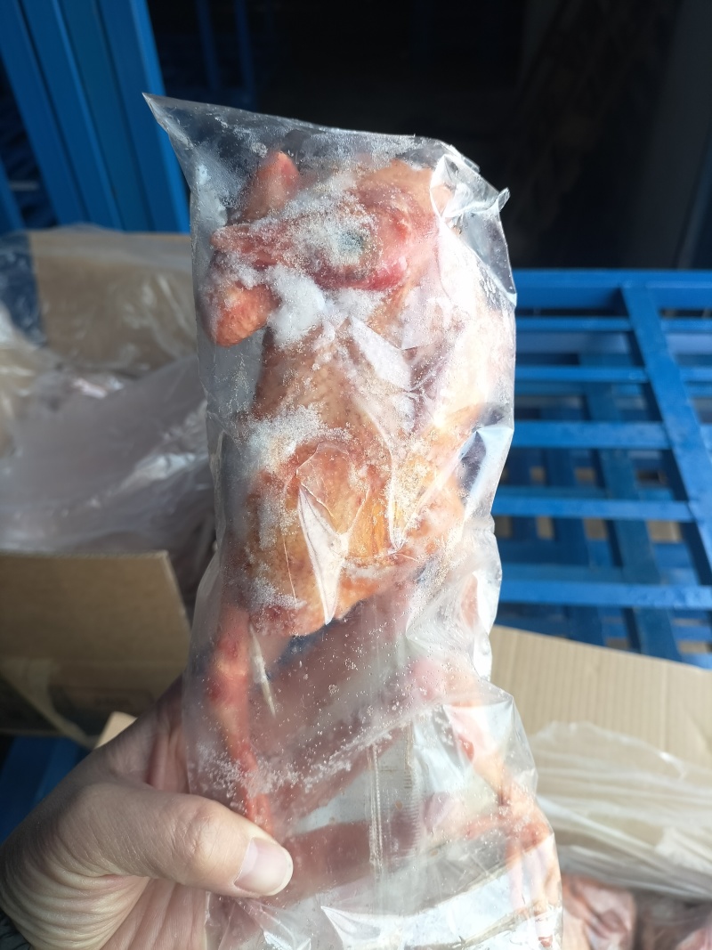 鸽子