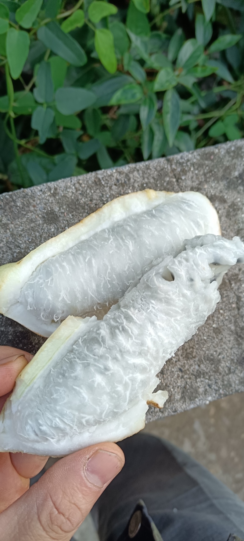 少籽八月瓜大瓜半斤以上
