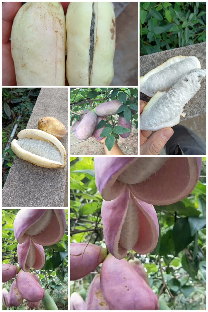少籽八月瓜大瓜半斤以上