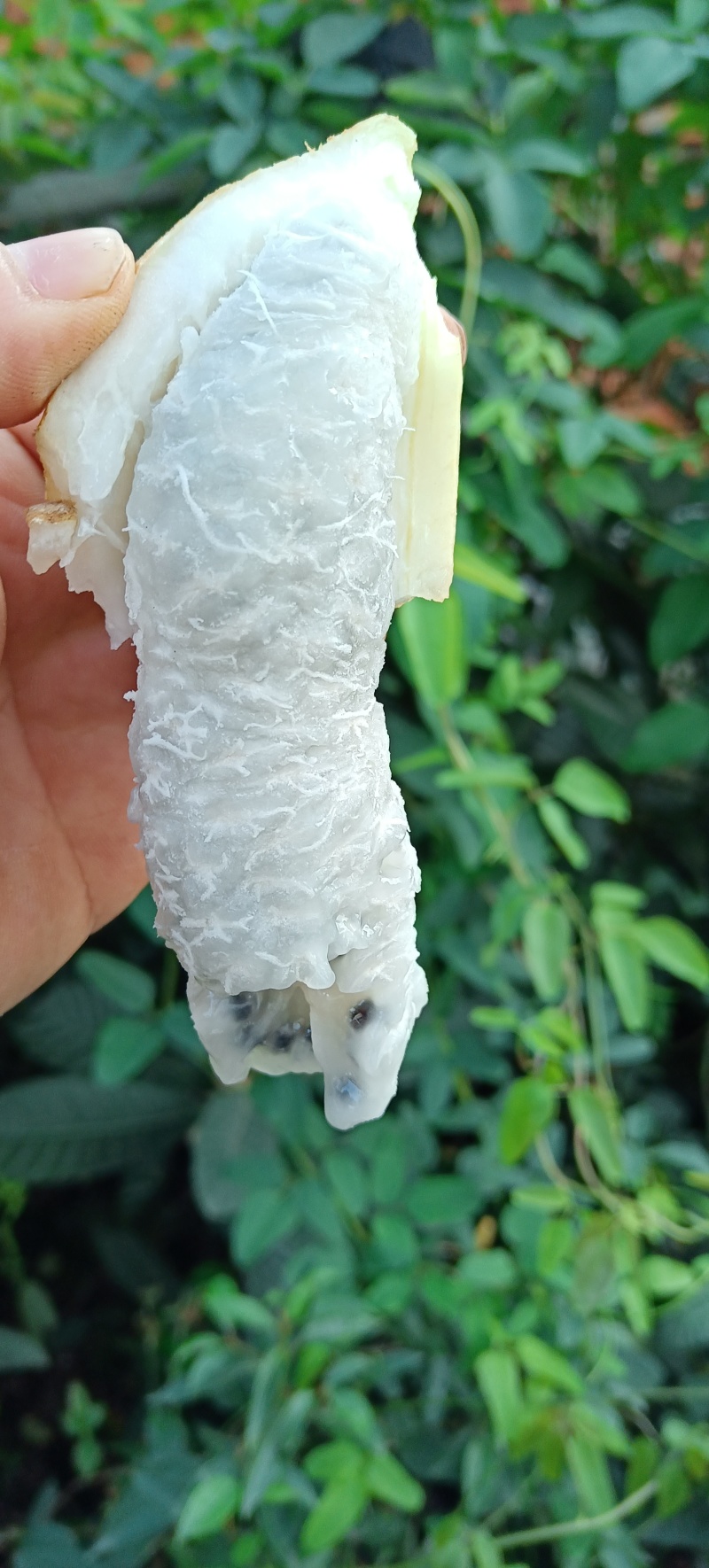 少籽八月瓜大瓜半斤以上