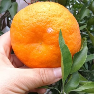 春见耙耙柑