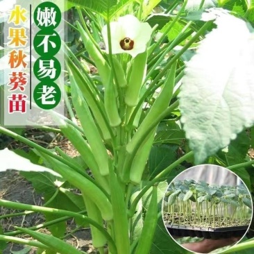 水果秋葵苗大量供应，果实嫩不宜老，成活率高基地发
