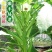 水果秋葵苗大量供应，果实嫩不宜老，成活率高基地发