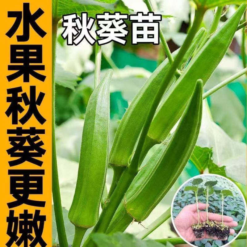 水果秋葵苗大量供应，果实嫩不宜老，成活率高基地发