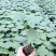 水果秋葵苗大量供应，果实嫩不宜老，成活率高基地发