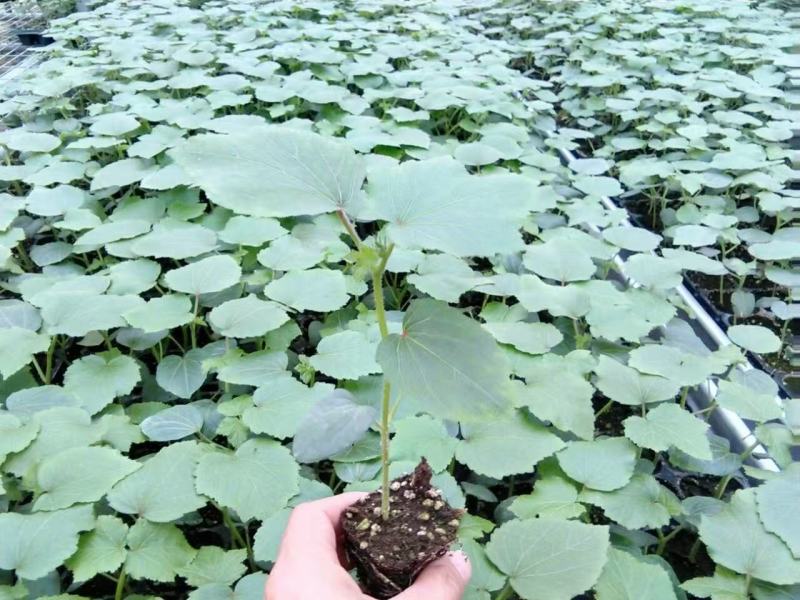 水果秋葵苗大量供应，果实嫩不宜老，成活率高基地发