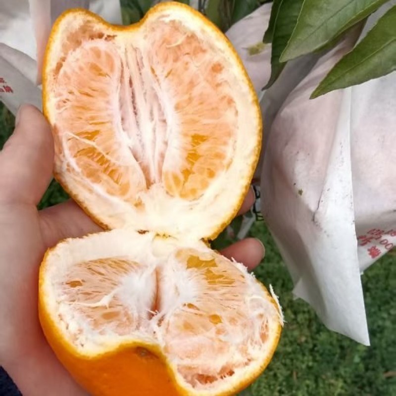 春见耙耙柑