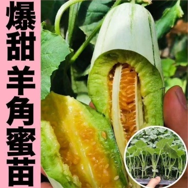 产地直发，自产自销，羊角蜜嫁接苗抗病强，结果多
