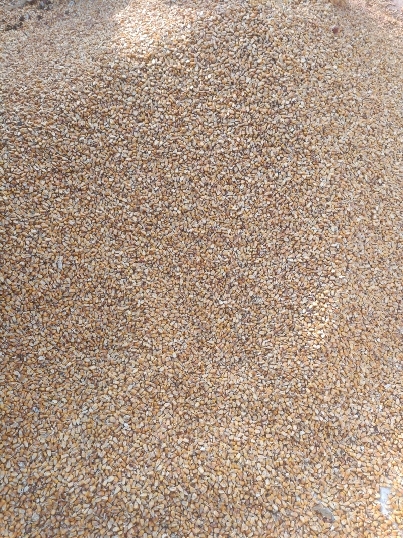 宁夏玉米粒大量出售