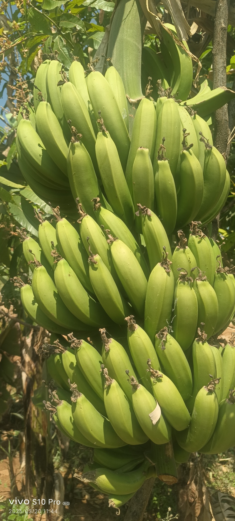 大崇香蕉香蕉