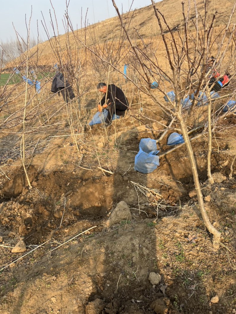 山楂树