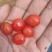 贵州毕节玛瑙红樱桃，果实饱满，色泽诱人，