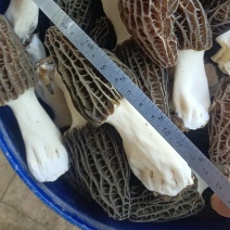 羊肚菌头茬鲜菇