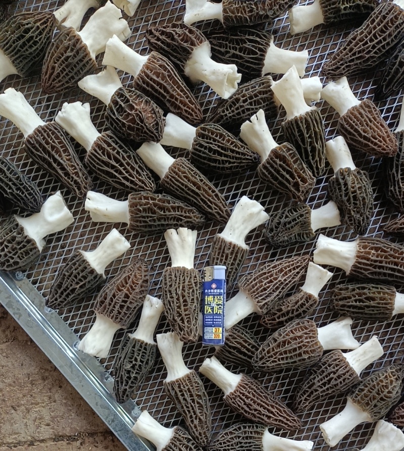 羊肚菌头茬鲜菇