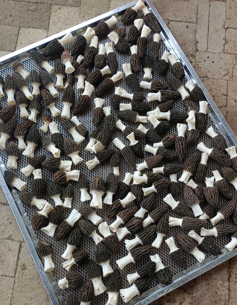 羊肚菌头茬鲜菇