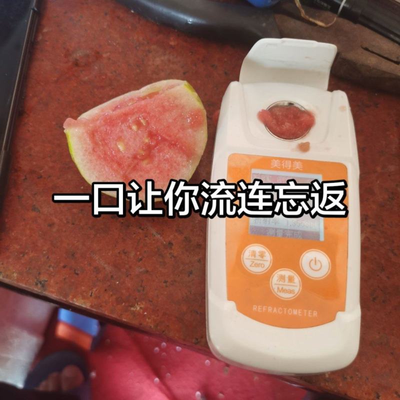 红宝石芭乐福利价