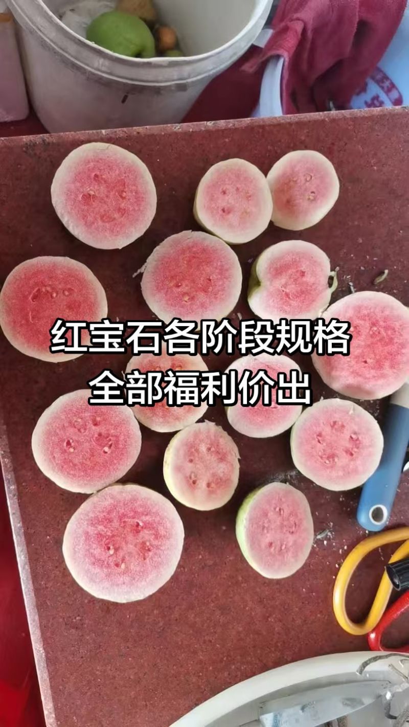 红宝石芭乐福利价