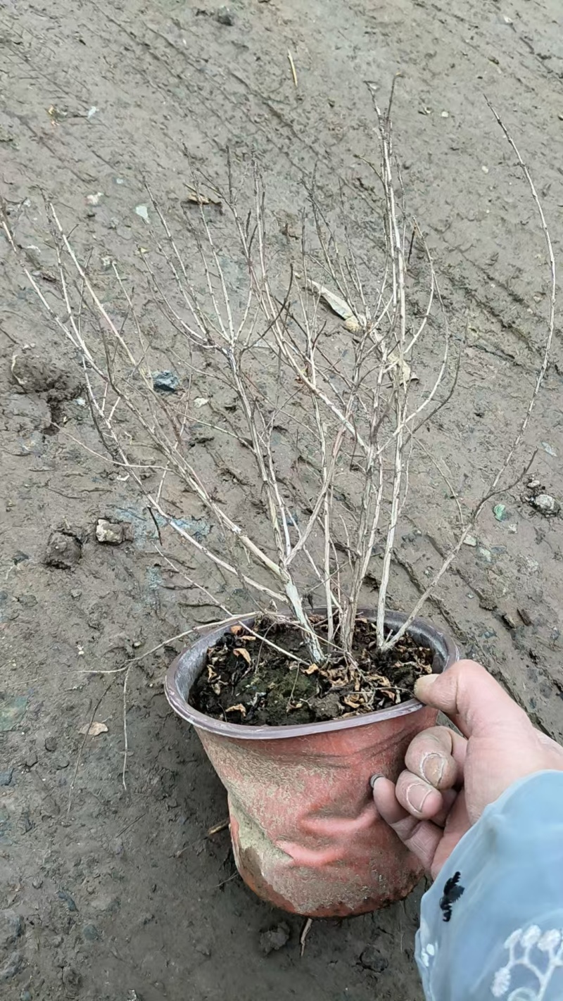 矮生紫薇