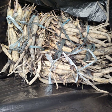 精品荷花苗
