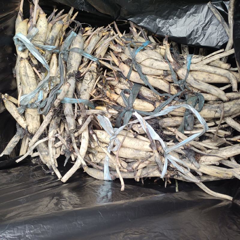 精品荷花苗