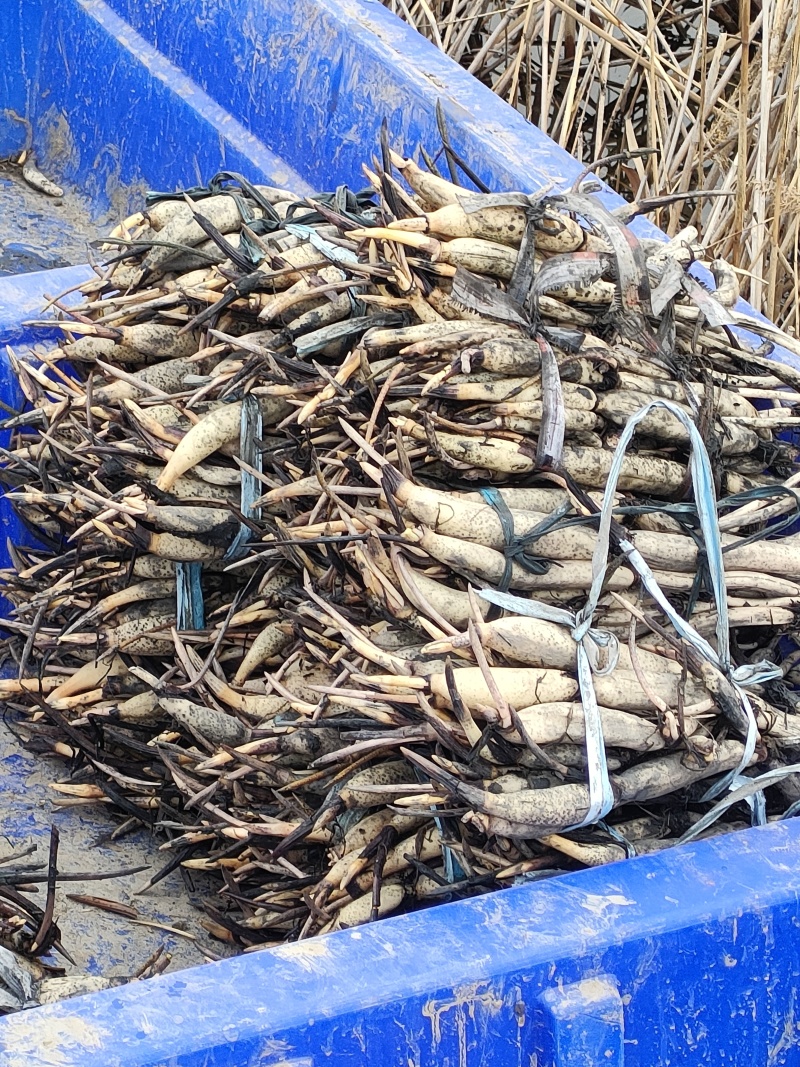 精品荷花苗