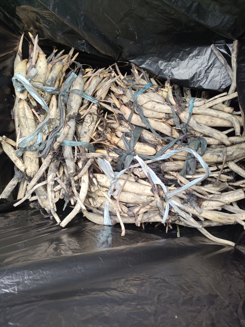 精品荷花苗