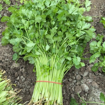 精品香菜现货出售