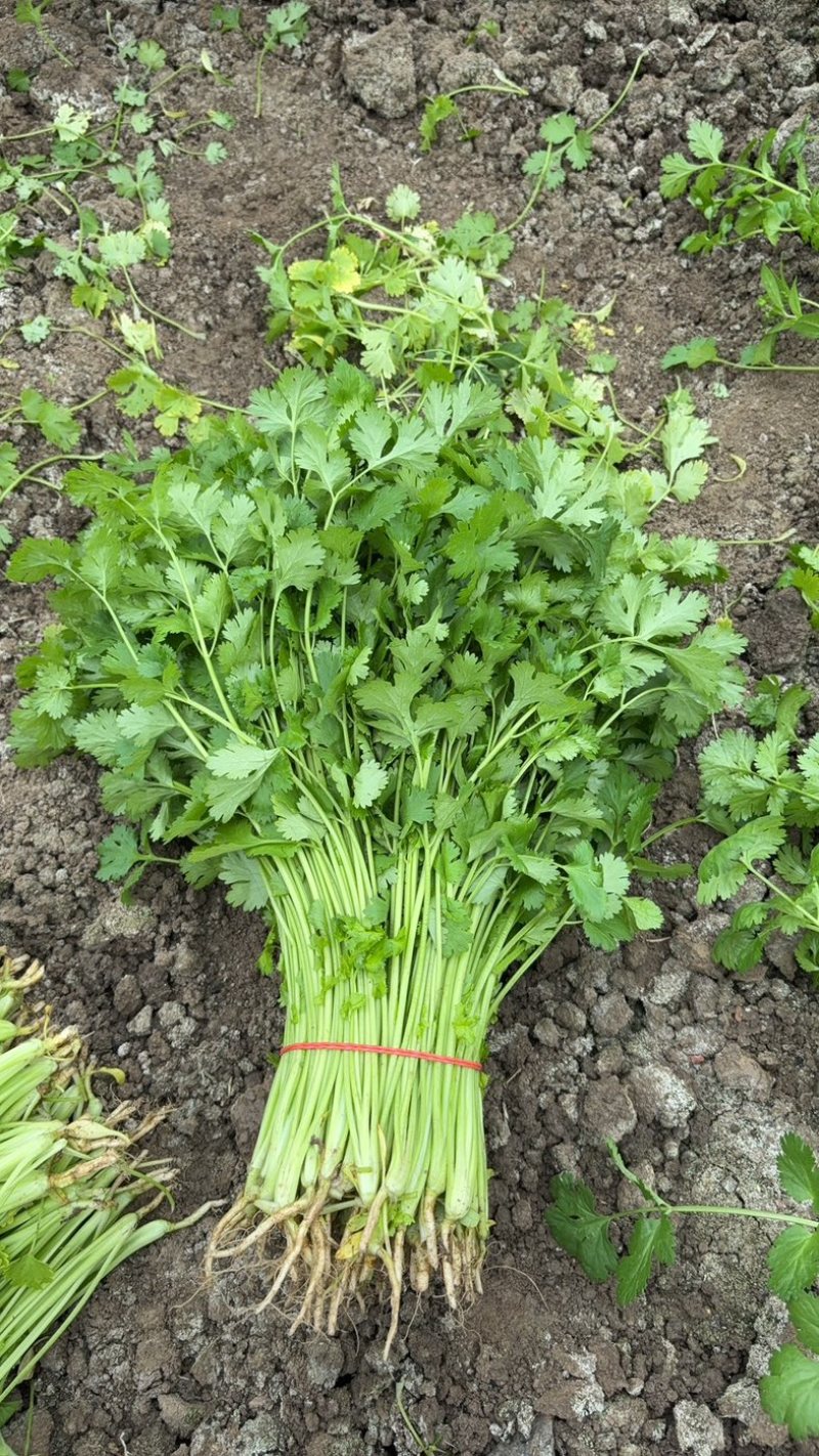 精品香菜现货出售