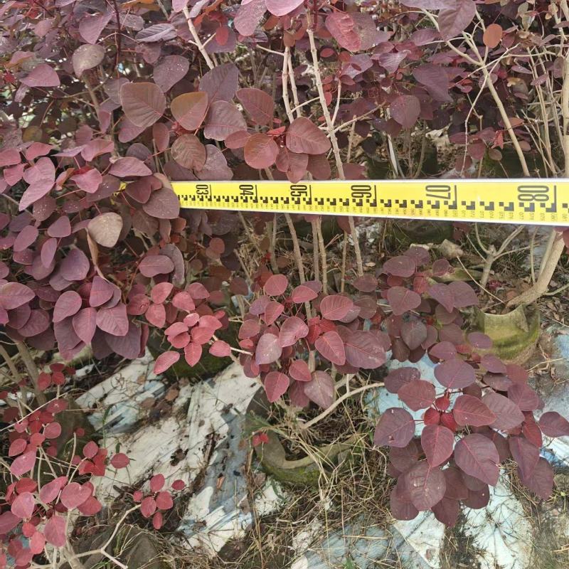 2603长期供应丛生红乌桕袋苗，容器苗，1~2m高