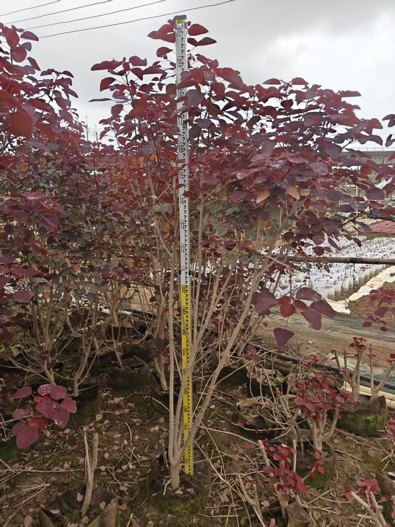 2603长期供应丛生红乌桕袋苗，容器苗，1~2m高