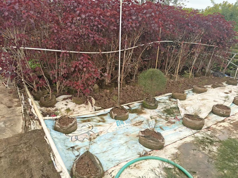 2603长期供应丛生红乌桕袋苗，容器苗，1~2m高
